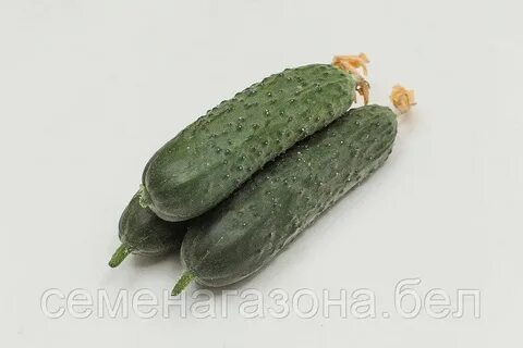 Огурец гуннар