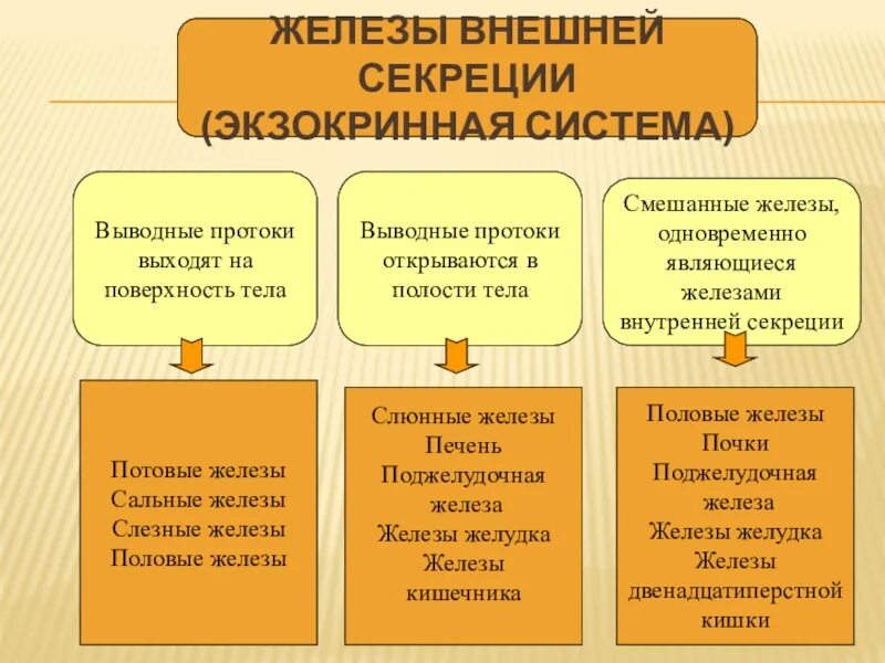 Характеристика желез внешней секреции. Функции желез внешней секреции таблица 8 класс. Функции желез внешней секреции 8 класс биология. Строение и функции желез внешней секреции таблица. Какие железы являются смешанной секреции