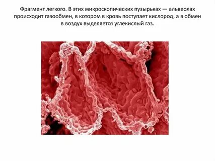 Поверхность альвеол легких под микроскопом