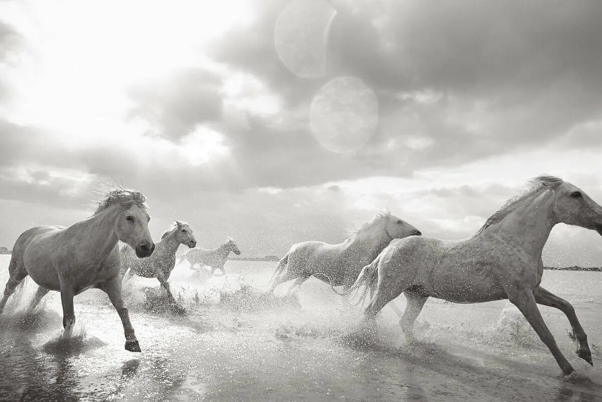 Дрю Доггетт лошади. Фотограф Дрю Доггетт. Камаргу лошадь. Белая лошадь.