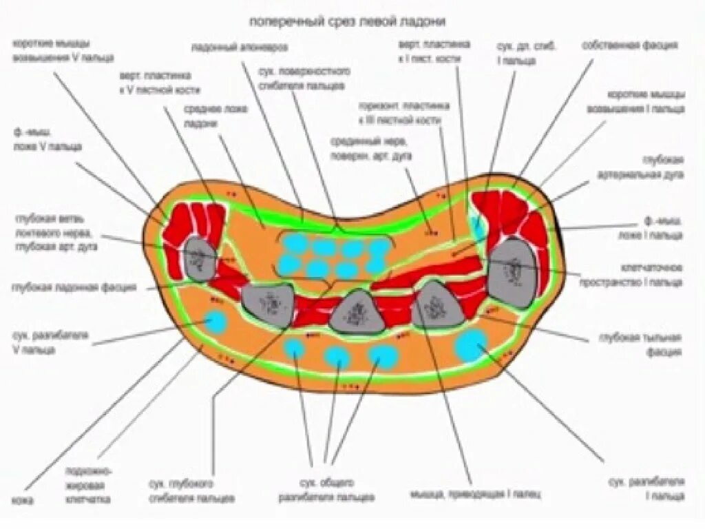Поперечный распил стопы схема. Фасциальные ложа и клетчаточные пространства кисти. Фасциальные ложа ладони топографическая анатомия. Поперечный срез пальца топографическая анатомия.