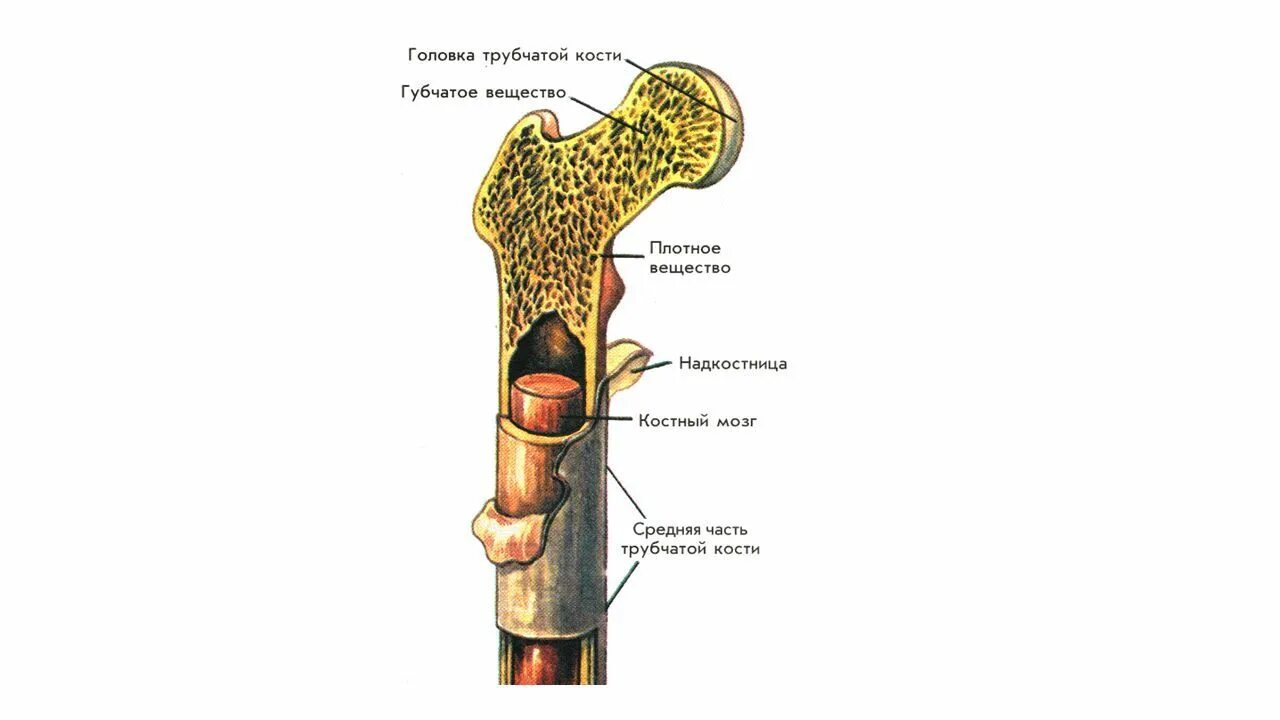 Строение трубчатой кости ЕГЭ биология. Строение кости человека в разрезе. Компактное и губчатое вещество кости. Рисунок строение трубчатой кости биология 8 класс.