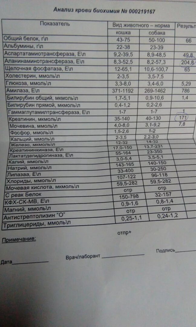 Как подготовиться к сдаче анализа на биохимию. Анализ крови для ревматолога. Биохимия анализ. Биохимия крови для ревматолога. Анализ крови при гастродуодените показатели.