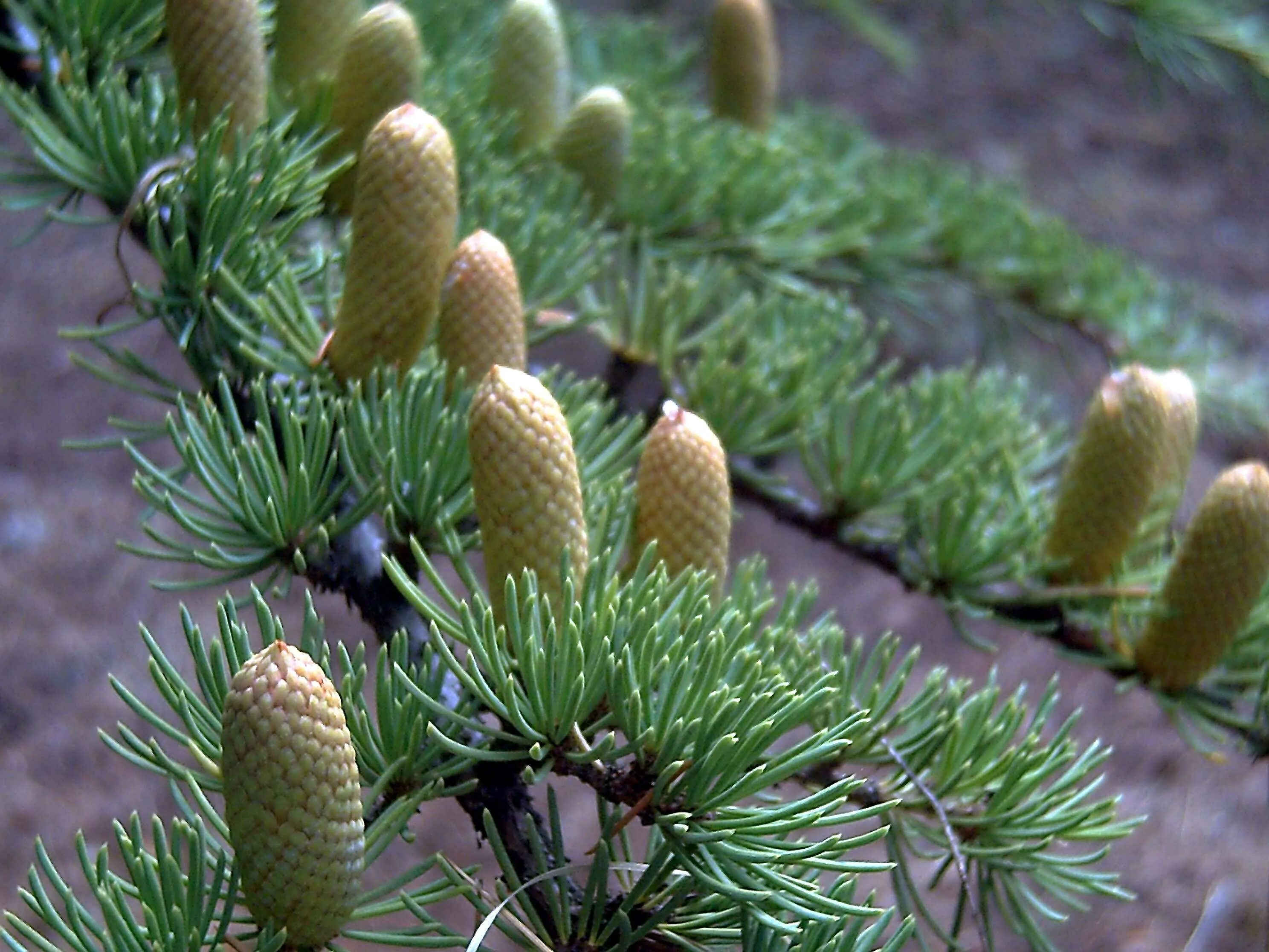 Кедр плодоносит. Cedrus libani &#039;atlantica&#039;. кедровый орех сибирский дерево. карликовый ливанский кедр. кедр дерево семена.