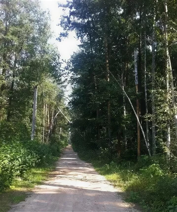 Октябрьский Люберецкий район лес. Лесная опушка Октябрьский Люберецкого района. Октябрьский Лесной поселок. В лесу посёлка Октябрьском. Октябрьский люберцы 10