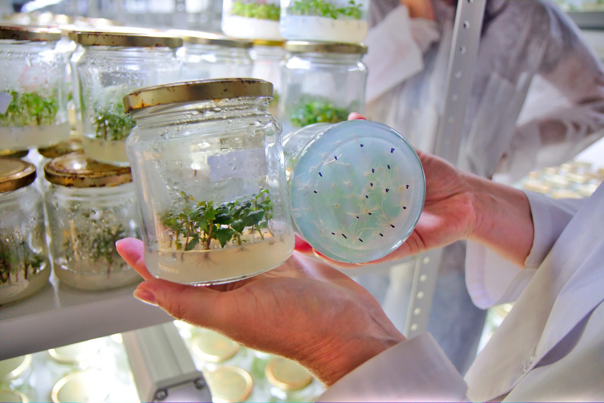 Схема микроклонального размножения растений растений. Схема микроклонального размножения растений. Этапы клонального микроразмножения растений. Микроклональное размножение схема. Методы микроклонального размножения растений.