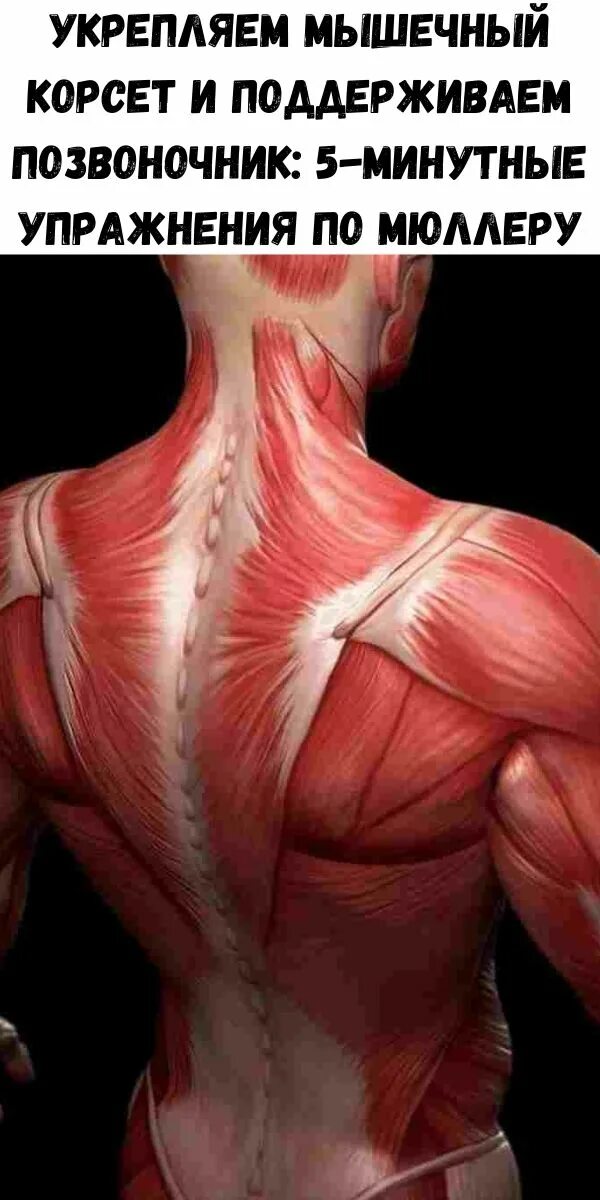 Latissimus dorsi. Мышцы стабилизаторы. Мышцы спины анатомия человека. Мышечный корсет спины. Мышечный корсет анатомия.