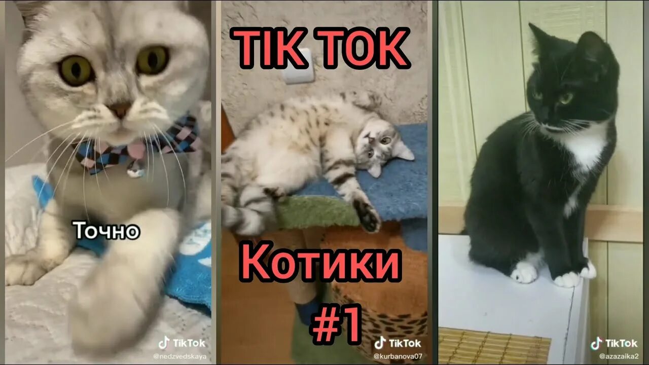 Тик ток про кошек. Смешные коты тик ток. Кот ТИКТОК. Милые котики тик ток. Котики смешные из тиктока.