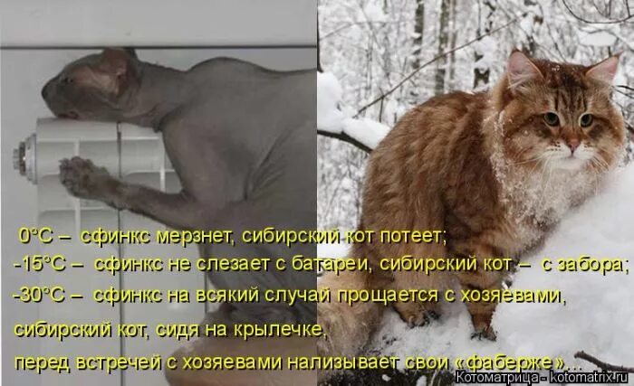 При какой температуре мерзнут кошки