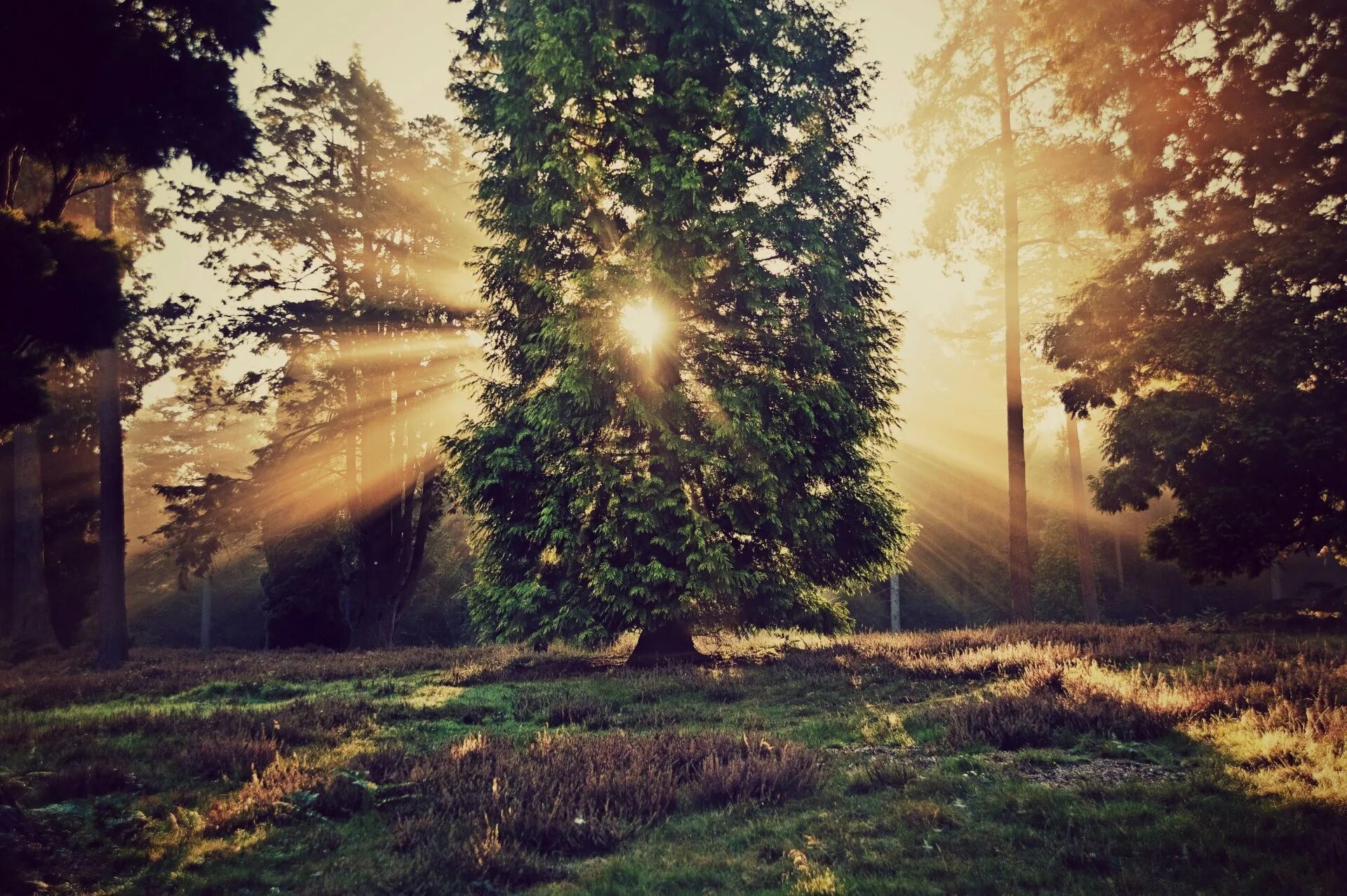 Миша сквозь листву глядит на старинный сад. Природа солнце. Лучи солнца. Дерево в лучах солнца. "Солнце в лесу".