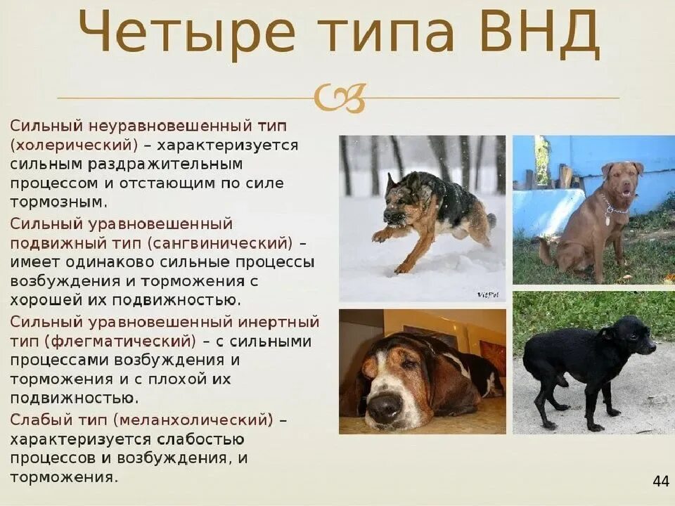 Типы нервной деятельности у собак. Породы собак по типам нервной системы. Типы ВНД собак. Типы высшей нервной деятельности животных.