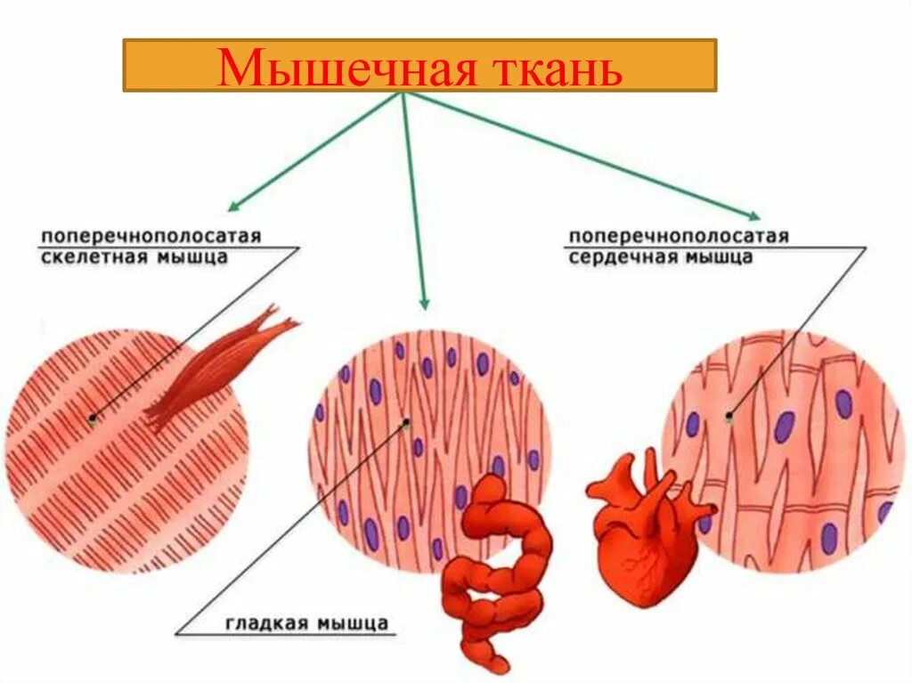 Как называется клетка мышечной ткани. Клетка гладкой мышечной ткани рисунок. Мышечная ткань изображение клетки ткани. Клетка гладкой мышечной ткани схема. Мышечная ткань строение рисунок.