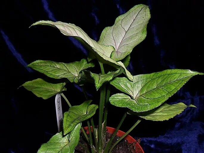 Сингониум орм нак грин. Сингониум орм. Сингониум regina red. Сингониум орм. Сингониум орм нак грин.