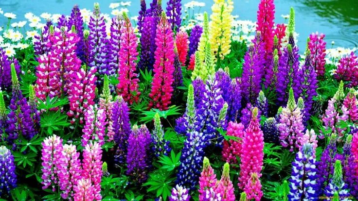 Люпин в цветнике и на сенокосе Lupine flowers, Annual plants, Organic seeds