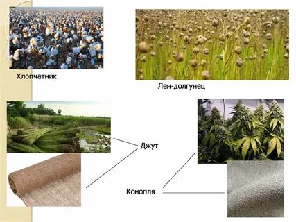 Примеры технических культур
