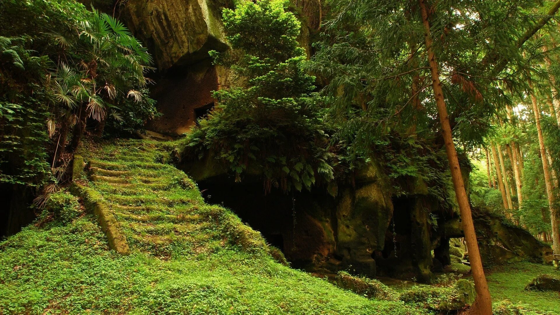 Мховый лес Япония. Джунгли деревья. Пещера в джунглях. Красивые места в джунглях. Долина заросшая лесом