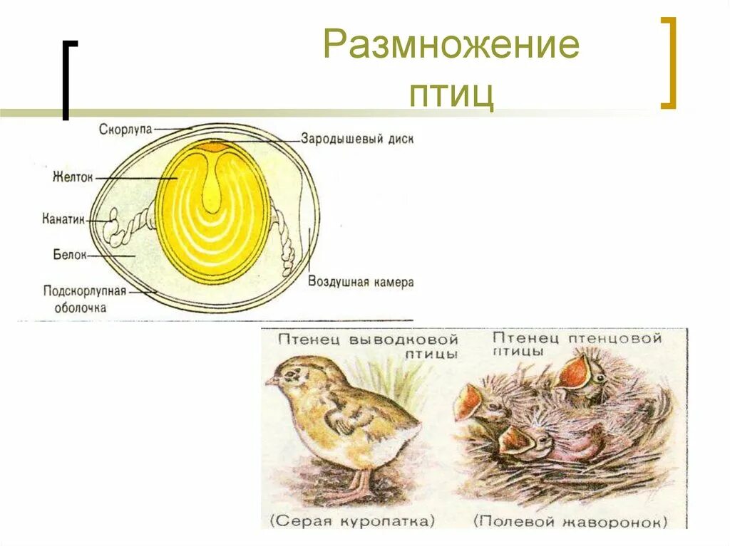 Охарактеризуйте особенности строения органов размножения птиц. Характеристика системы органов размножения птиц. Класс птицы строение размножение. Органы размножения птиц схема. Размножение оплодотворение развитие птиц.