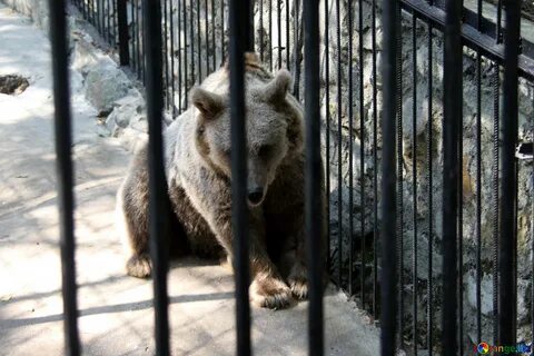 В новосибирском зоопарке в клетках