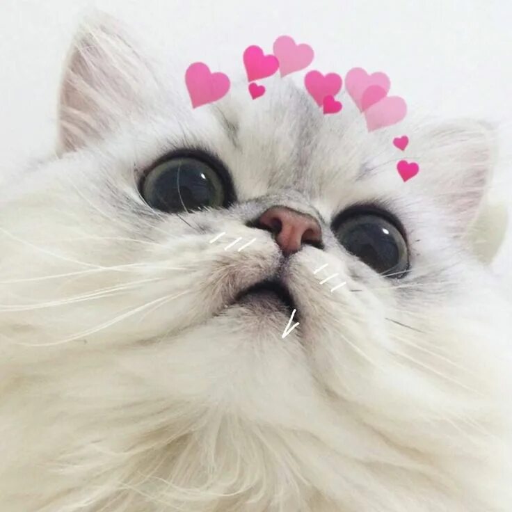 Kitty who standing and begging Cute animals, Pets, Cat memes