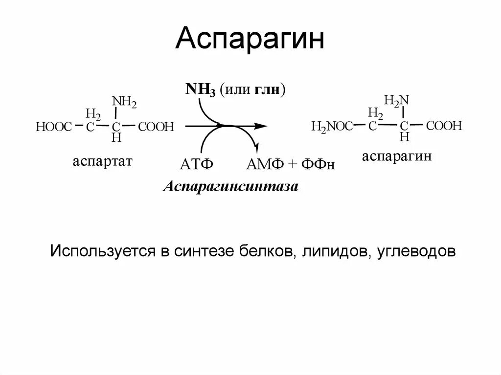 Аспарагин строение аминокислоты. Аспартат в аспарагин. Синтез аспарагина из аспарагиновой кислоты. Аспарагин строение. I nh3