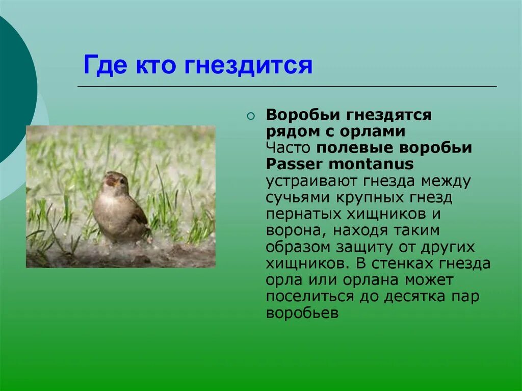 Где воробей устраивает гнезда. Где гнездятся воробьи. Гнездо воробья. Гнездо полевого воробья. Воробьи гнездование.