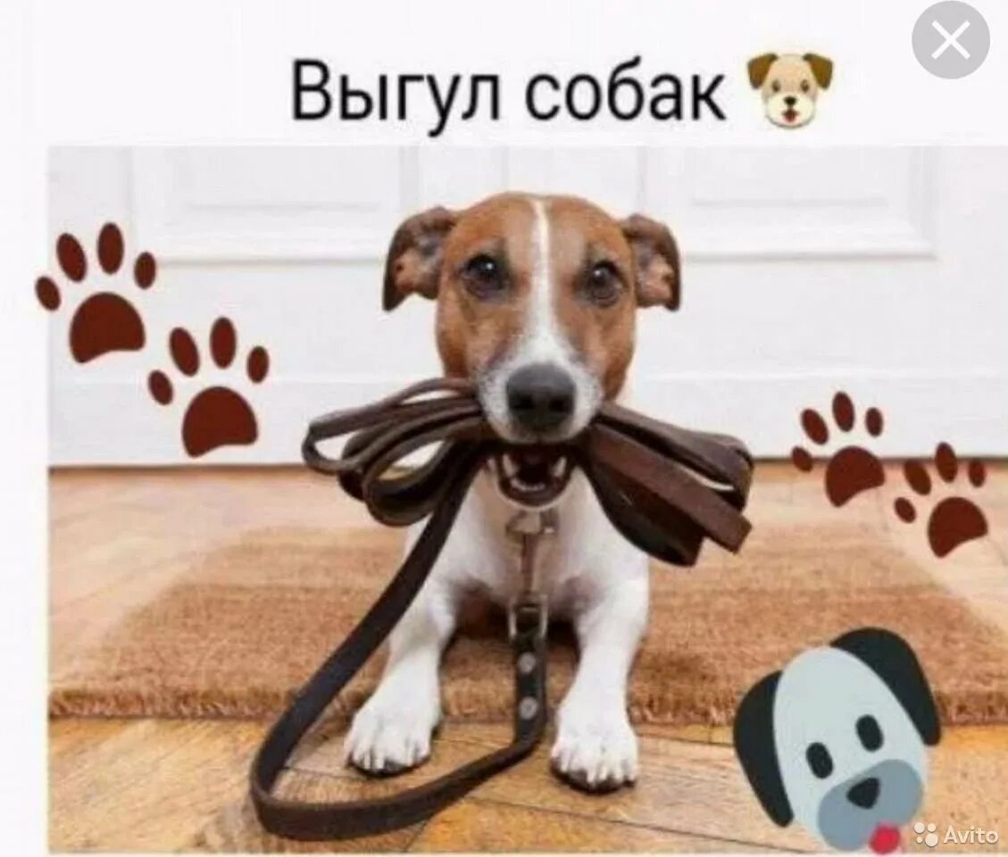 Объявление выгул собак. Выгул собак объявление. объявление по выгулу собак. объявления с выгуливание собак. выгул собак реклама.