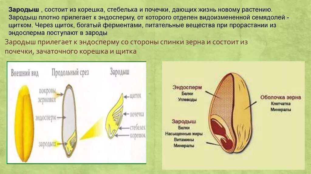 Строение семени ели. Запас питательных веществ в семени находится. Строение зерновика пшеницы. Запасные питательные вещества семян. Питательные вещества в семени пшеницы.