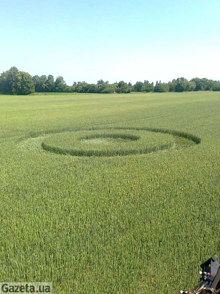 Леонид якубович шоу поле чудес. Поля после нло. Разоблачения поле. Дуглас бауэр круги на полях. Круги на полях.