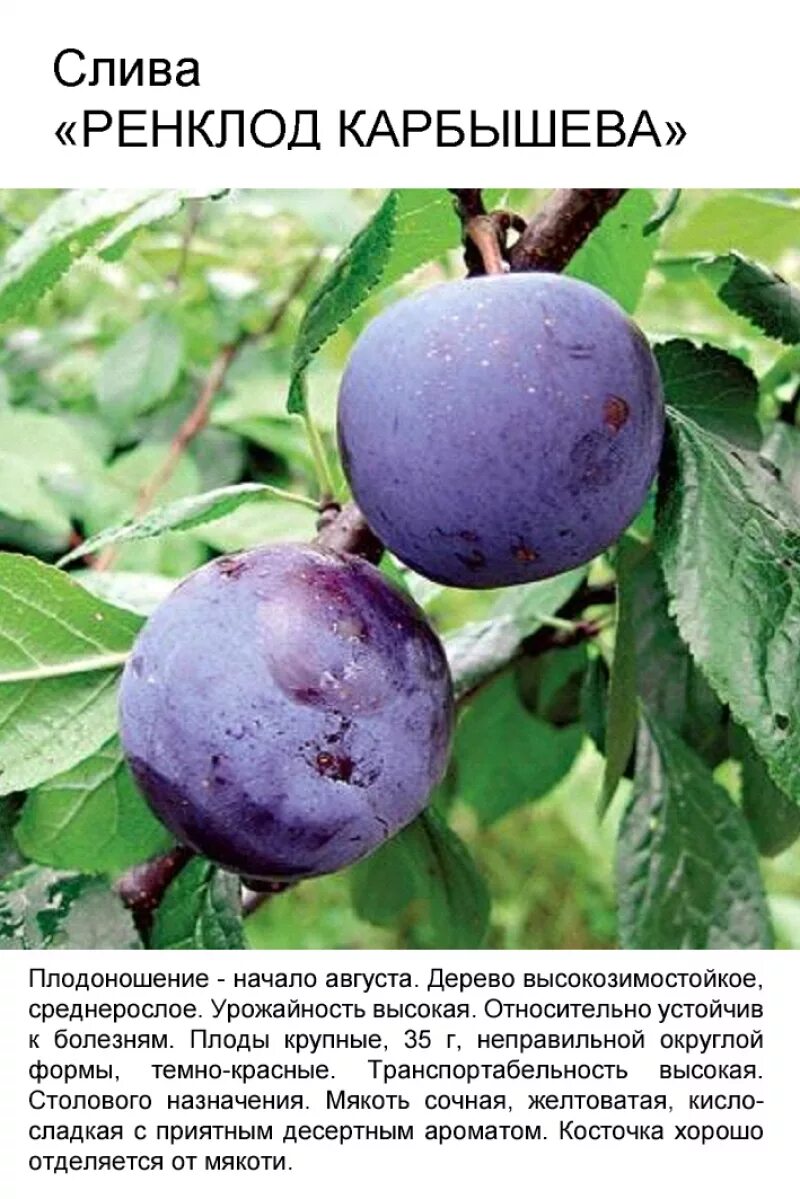 Слива описание фото. Сливы Ренклод Карбышева. Слива Ренклод Тамбовский. Слива Ренклод Карбышева дерево. Слива Ренклод Курсакова.