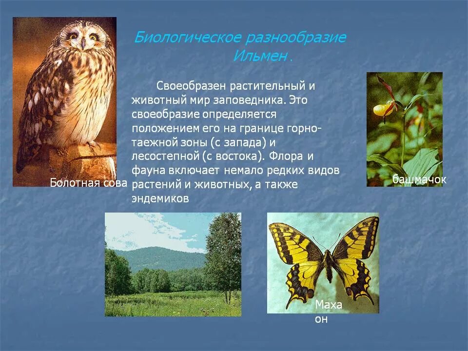 Картинки по запросу классификация животных биология 7 класс
