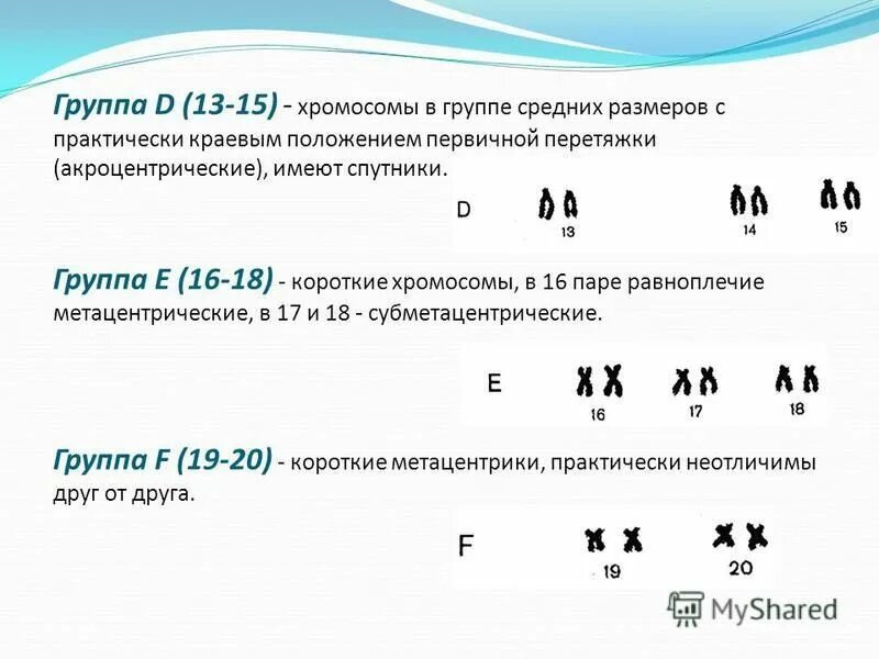 Анализ хромосомного набора. Анализ хромосомного набора