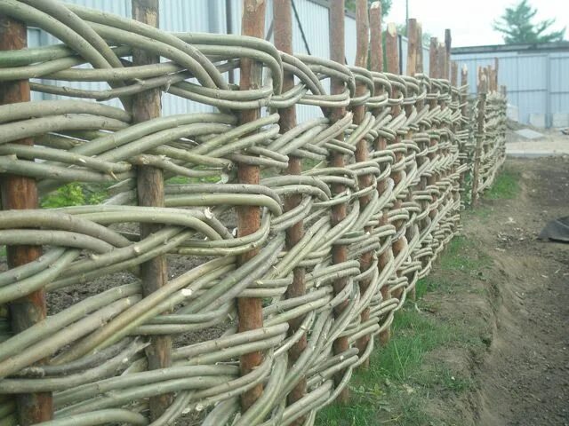 hazel hurdles