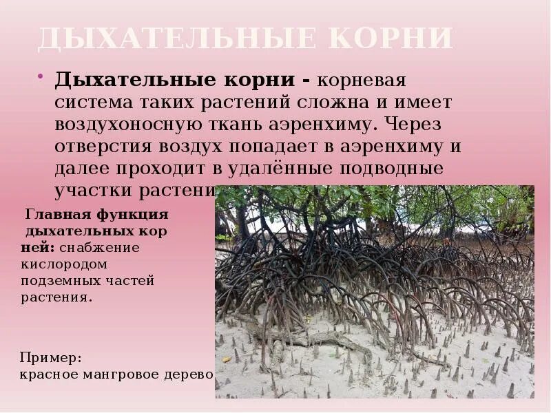 Дыхательные корни примеры растений Картинки ДЫХАТЕЛЬНЫЕ КОРНИ НАЗВАНИЯ РАСТЕНИЙ