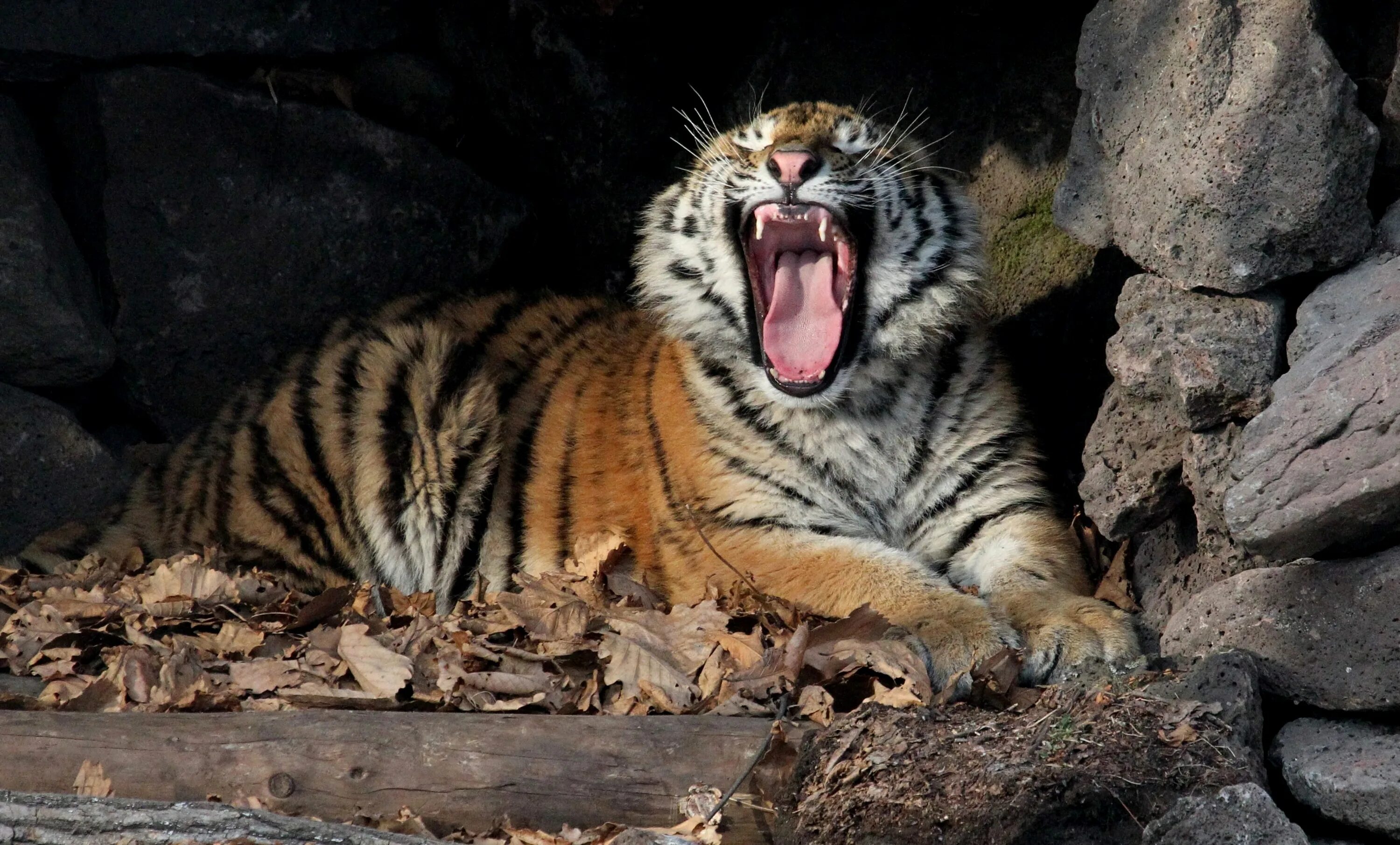 Логово тигра в природе. Жилище тигра в природе. Логово тигра 46. Тигр жилище в природе. Логово амурского тигра.