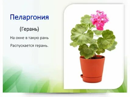 Пеларгония 2 класс