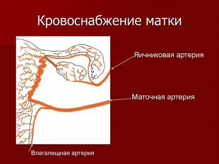 Правая маточная артерия