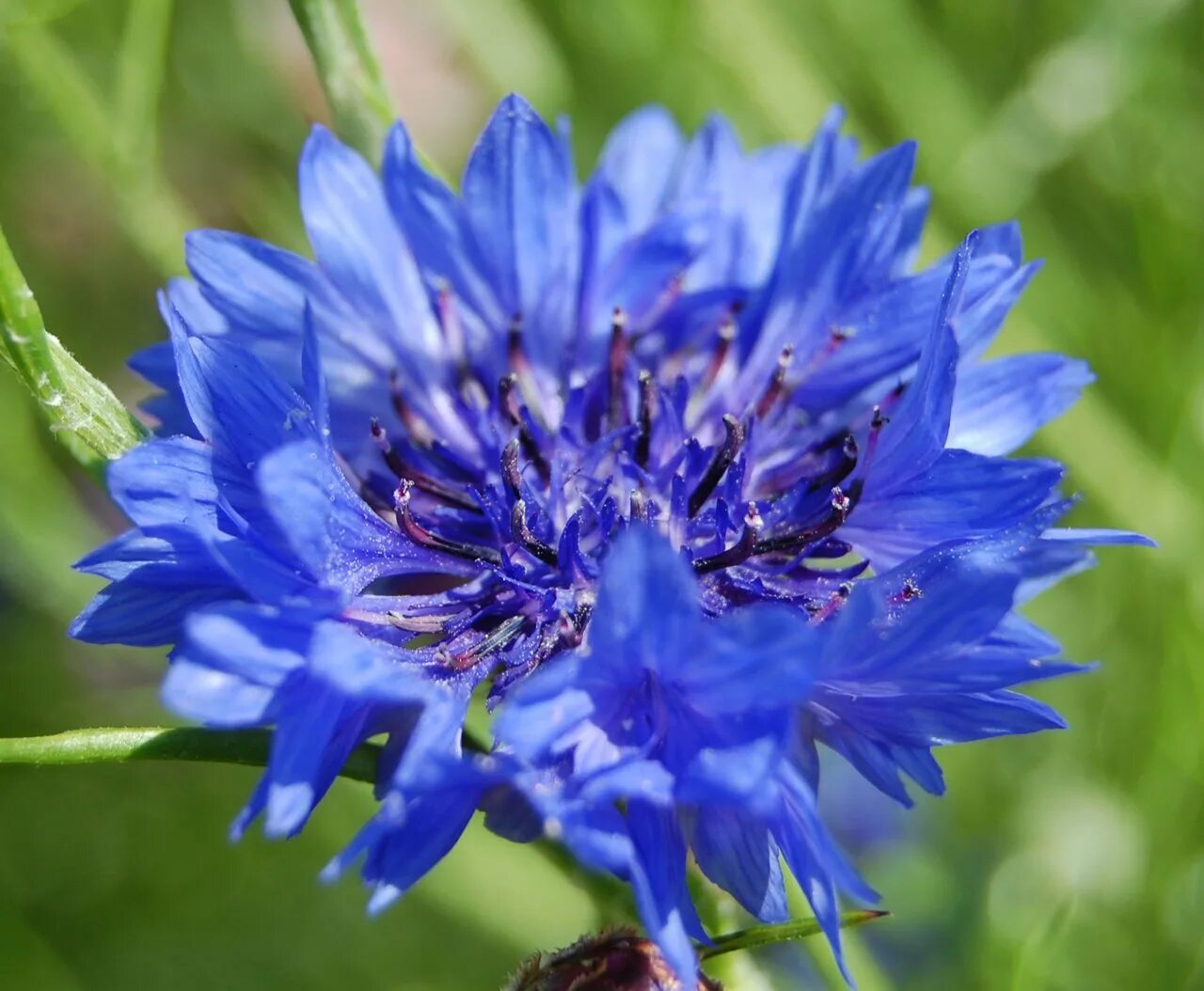 Василек синий (Centaurea cyanus). Василек ЛОЖНОДОНСКОЙ. Василек пиндский (Centaurea pindicola). 6. Centaurea cyanus- Василёк синий.