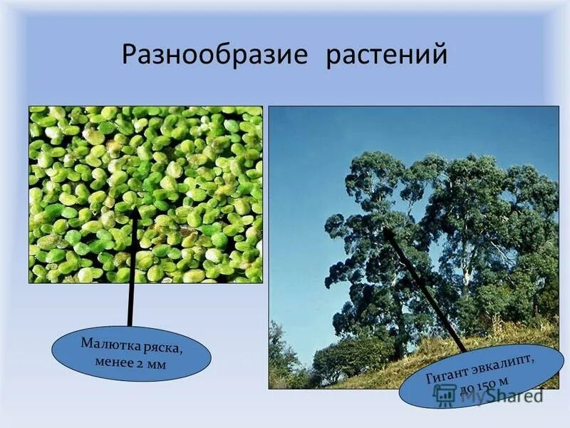 Сообщение о многообразии растений. Сообщение о многообразии растений