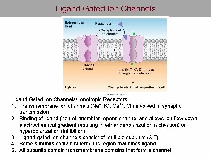 Types of ion channels. Механо управляемые ионные каналы. Ионные каналы мембран клеток. Трансмембранный градиент ионов натрия используется клеткой для:. Лиганд зависимые ионные каналы.