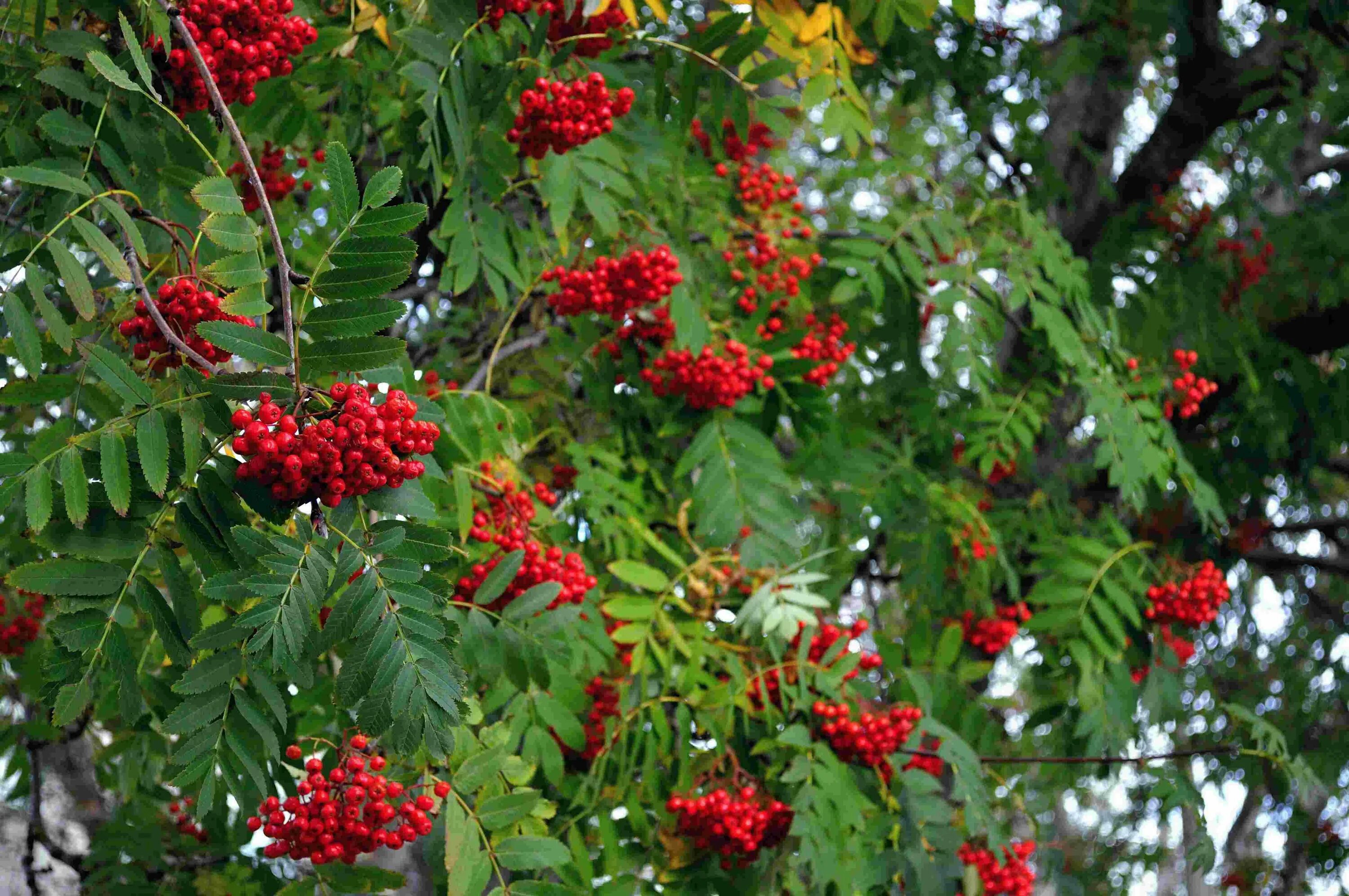 Рябина это небольшое ветвистое деревце. Рябина Сибирская (Sorbus sibirica). Рябина обыкновенная Sorbus aucuparia. Sorbus aucuparia 'Rossica Major'. Рябина падуболистная.