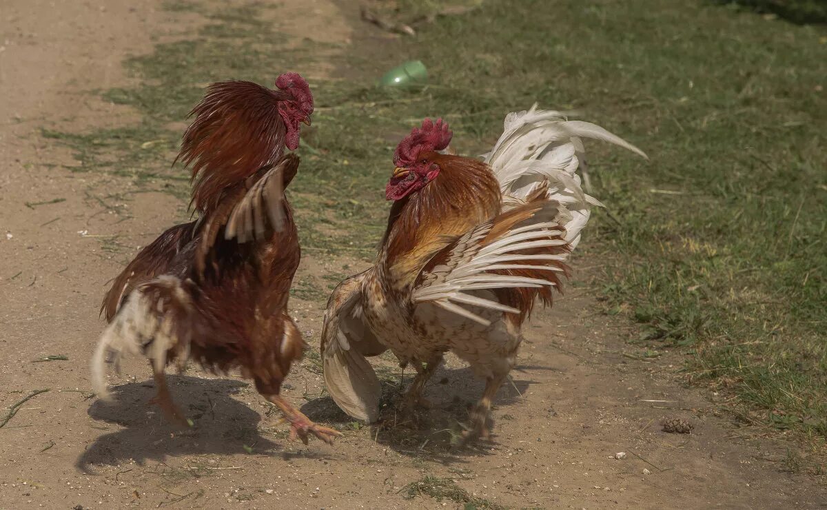 Агрессивный петух. Петушиный бой —. Петухи дерутся. Петушиные бои в древней греции. Петухи дерутся.