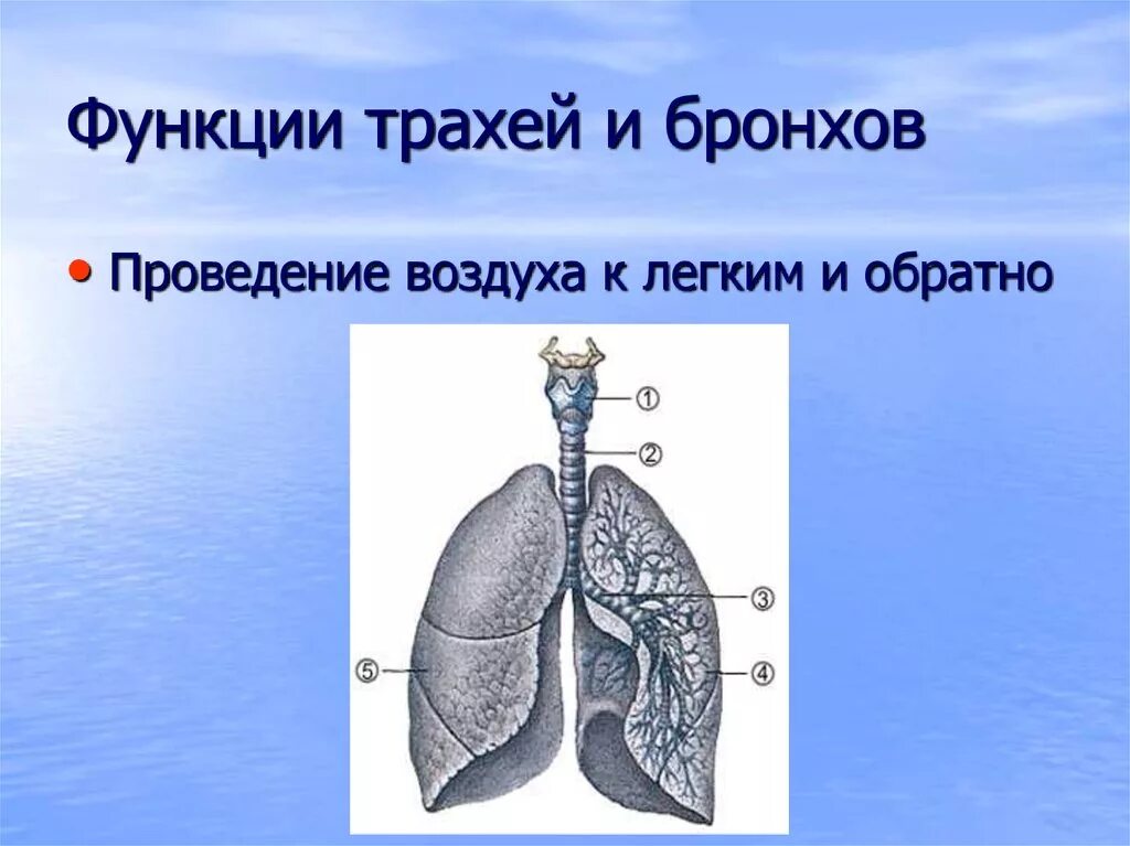 Функции трахеи. Функции трахеи и бронхов. Трахея и бронхи функции. Функции бронхов.