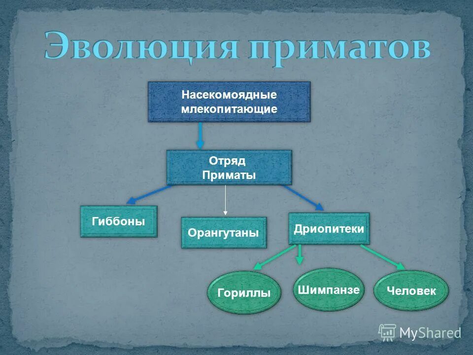 эволюция приматов. общая схема эволюции приматов. этапы эволюции приматов. эволюция приматов схема. биология эволюция приматов.