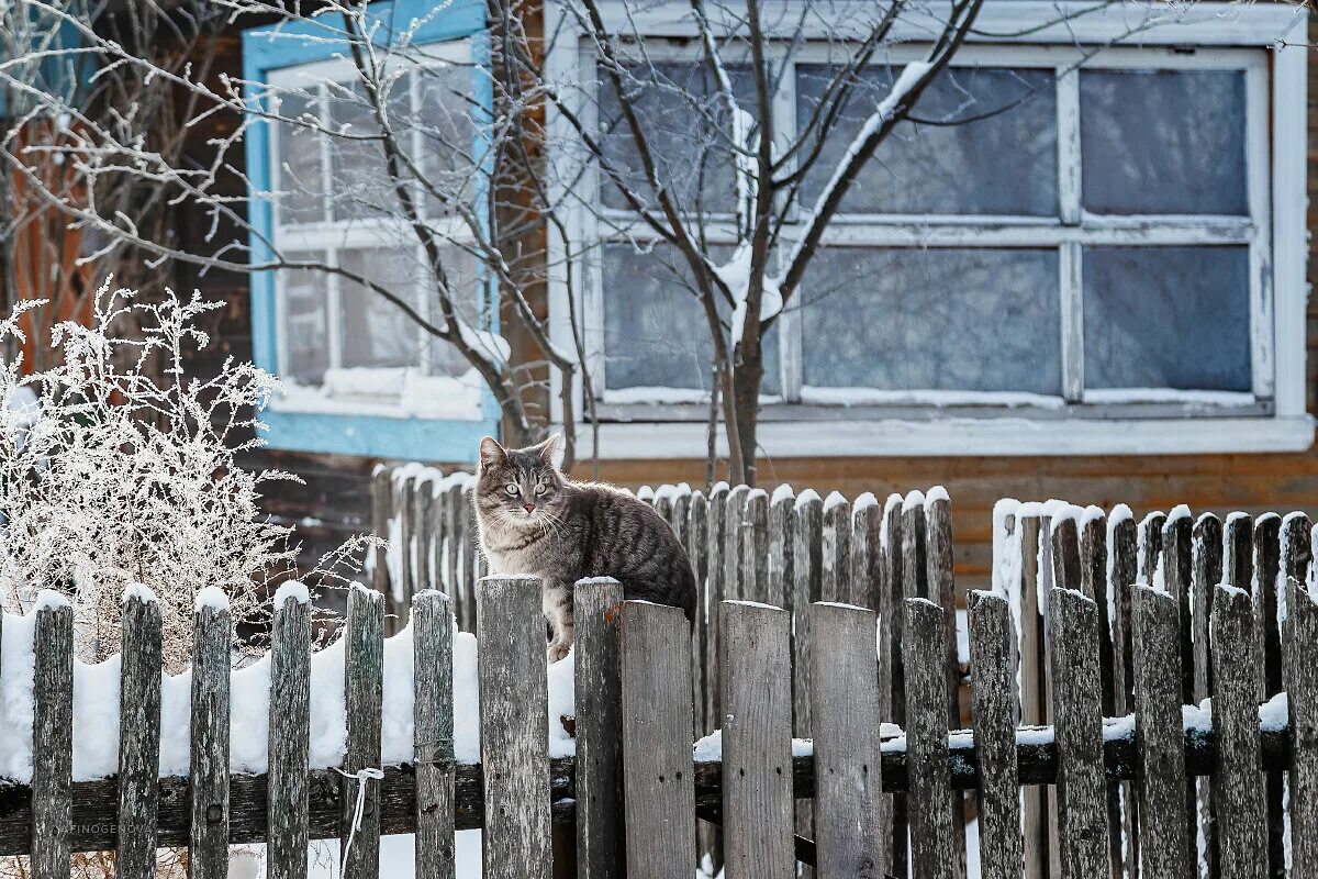 Как найти кота зимой. Как найти кота зимой. Найди кота. Котики зимой. Кот на дереве зимой.