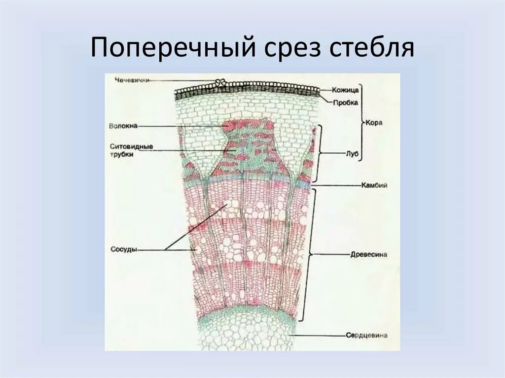 Срез ветки фото - DelaDom.ru