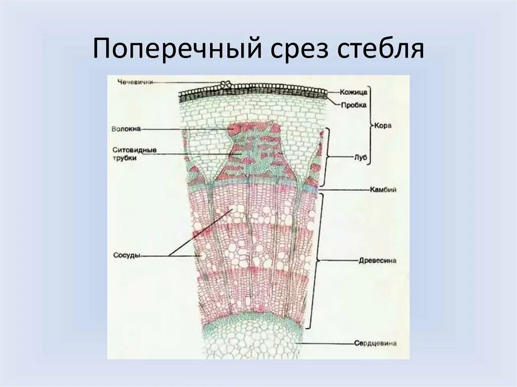 Части поперечного среза