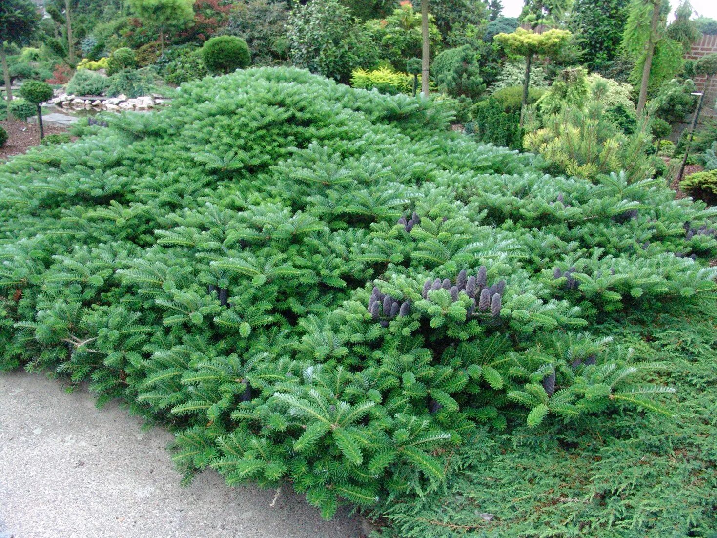 Пихта корейская Грин карпет. Пихта корейская Green Carpet. Пихта корейская Абиес Кореана. Пихта корейская Грин спайн. Грин карпет описание