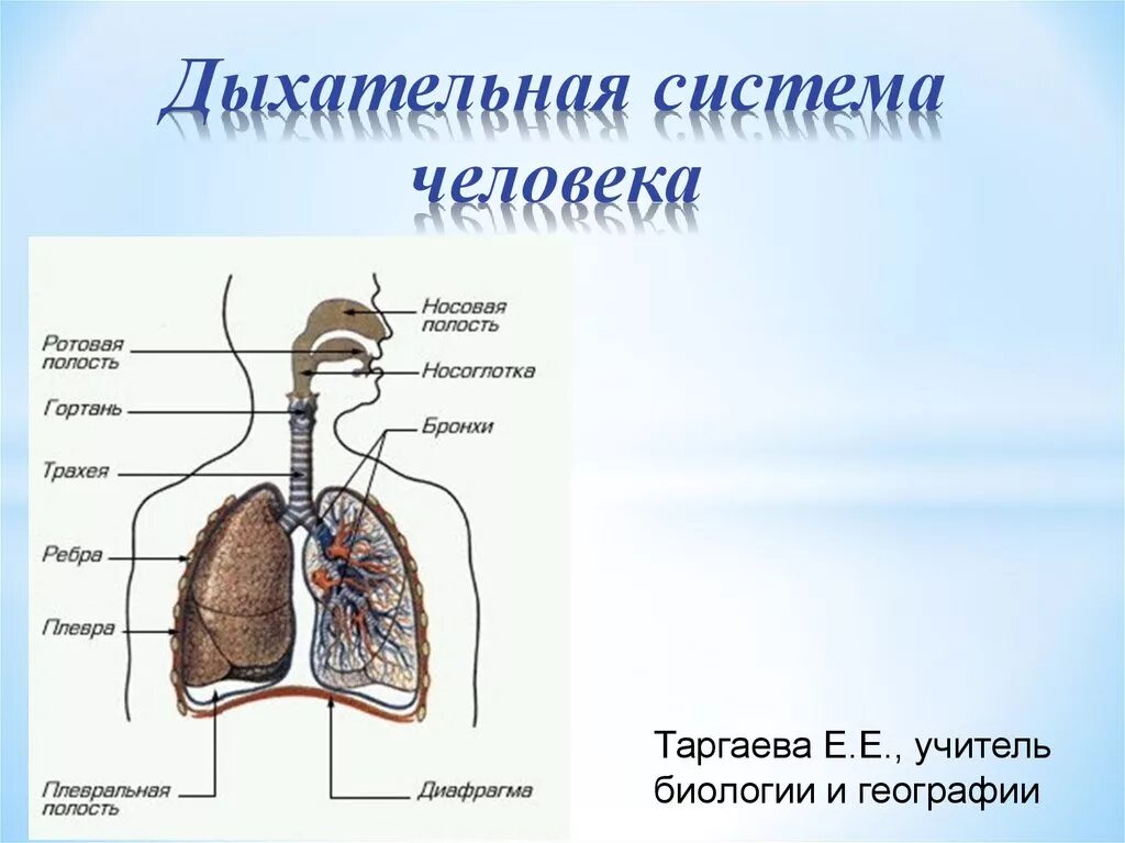 Органы обеспечивающие дыхание человека. Схема строения органов дыхания человека. Система органов дыхания схема. Органы дыхательной системы человека рисунок. Схема система органов дыхательной системы.