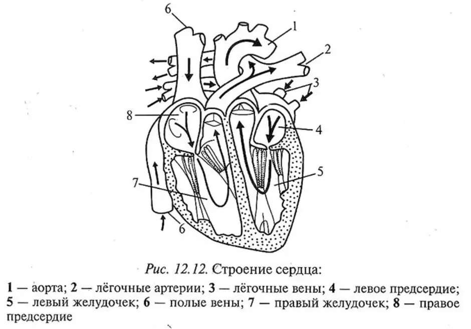 Строение 8. Сердце человека анатомия ЕГЭ. Схема строения околосердечной сумки. Строение сердца человека схема. Строение сердца ЕГЭ.