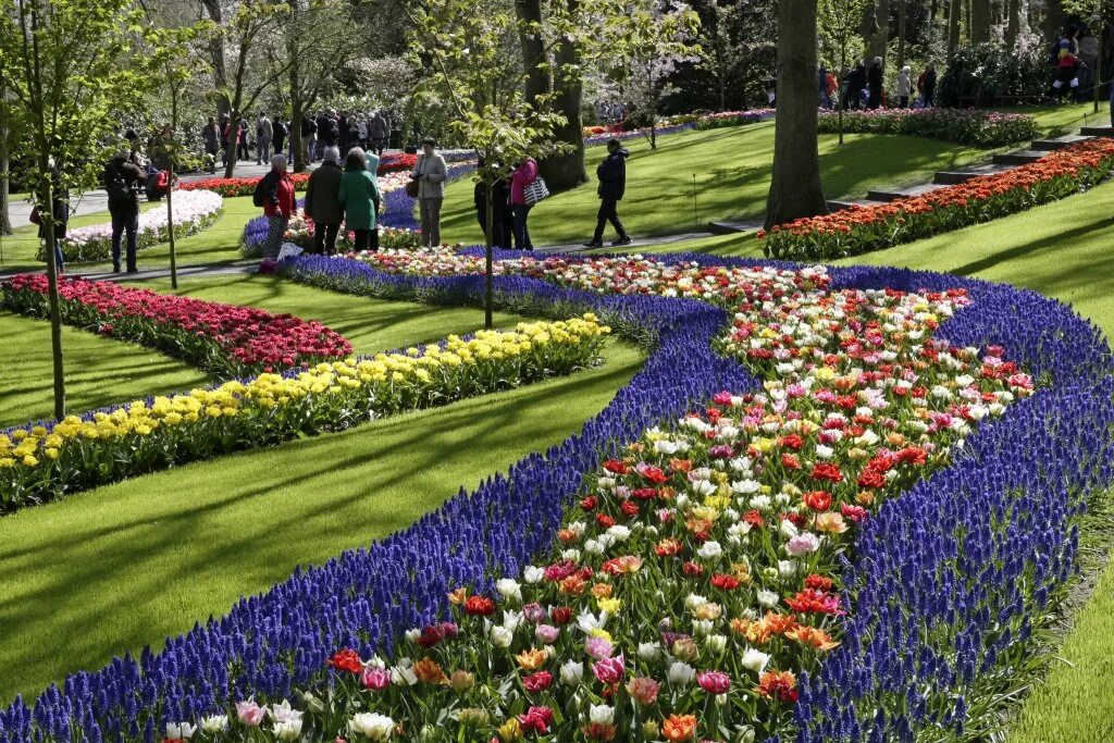 2 ряда тюльпанов. Парк тюльпанов Кейкенхоф. Парк кёкенхоф Голландия. Амстердам тюльпаны Кекенхоф. Кёкенхоф Нидерланды парк тюльпанов.